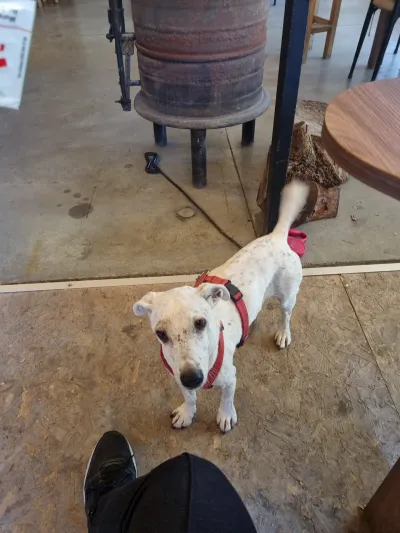 ÖZEL TRAKYA HAYVAN HASTANESİ (Veteriner Çorlu) - Görsel 1