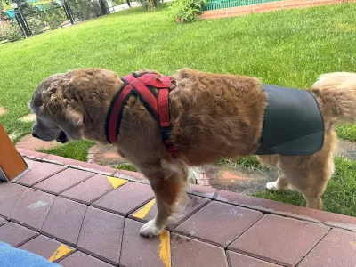 ÖZEL TRAKYA HAYVAN HASTANESİ (Veteriner Çorlu) - Görsel 5