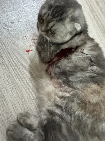 ÖZEL TRAKYA HAYVAN HASTANESİ (Veteriner Çorlu) - Görsel 6