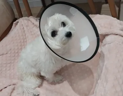 ÖZEL TRAKYA HAYVAN HASTANESİ (Veteriner Çorlu) - Görsel 10